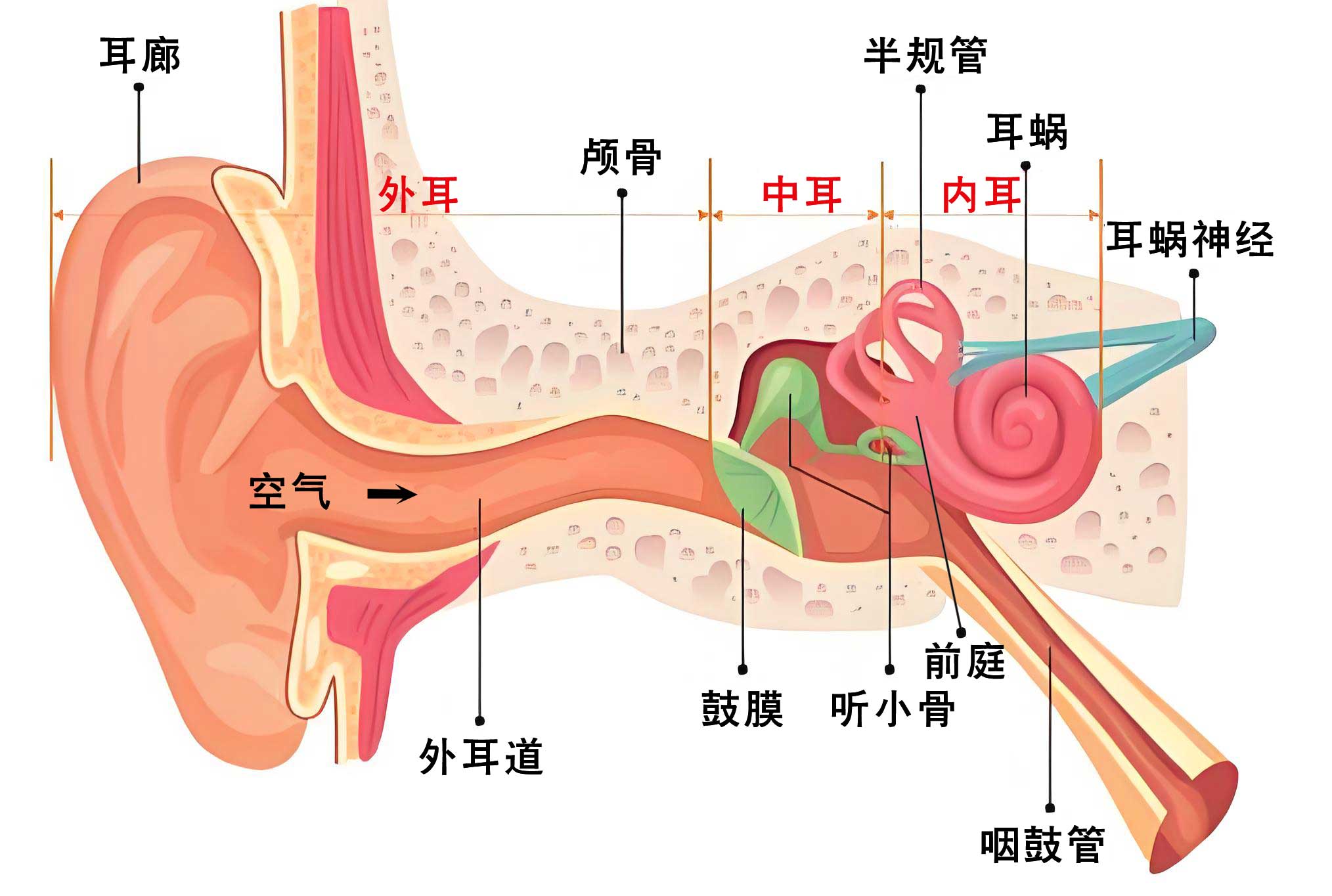 听力和听觉区别